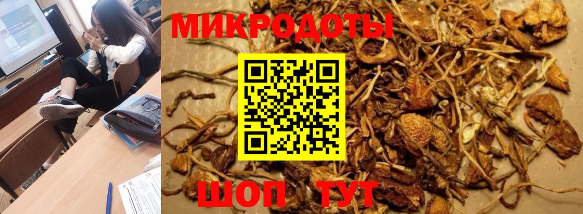 Псилоцибиновые грибы Psilocybe Пенза